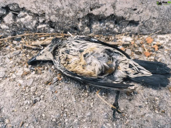 Dead Bird Removal Cooloolabin
