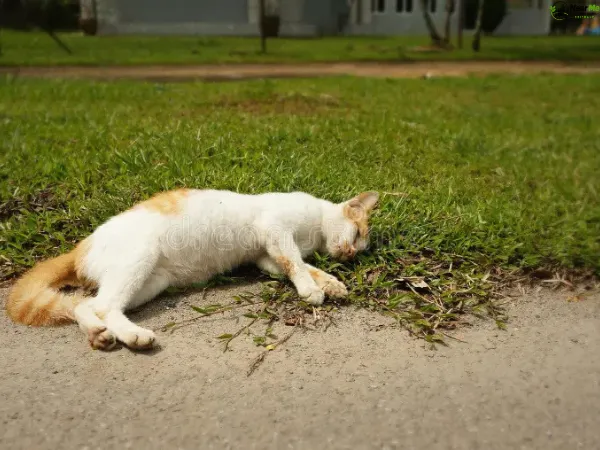 Dead Cat Removal Cooloolabin