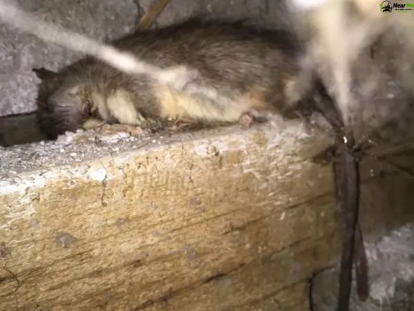 Dead Rat Removal Cooloolabin
